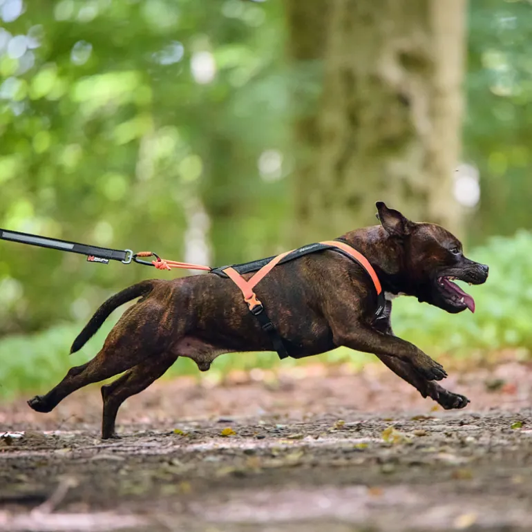 Non-stop dogwear Rush harness lyhyt vetovaljas, musta-oranssi