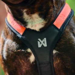 Non-stop dogwear Rush harness lyhyt vetovaljas, musta-oranssi