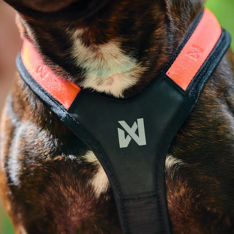 Non-stop dogwear Rush harness lyhyt vetovaljas, musta-oranssi