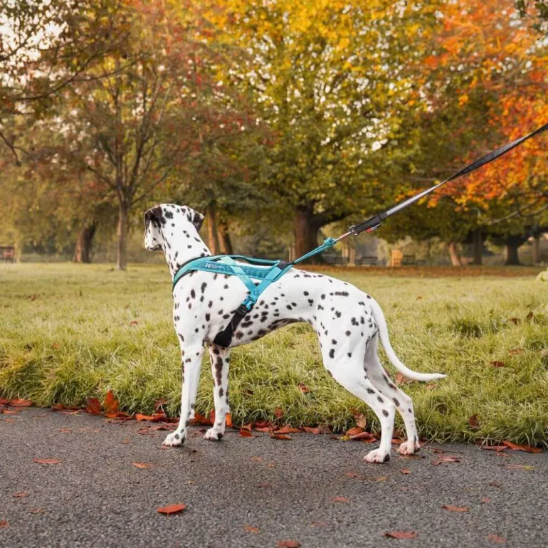 Non-stop dogwear Rush harness lyhyt vetovaljas, teal