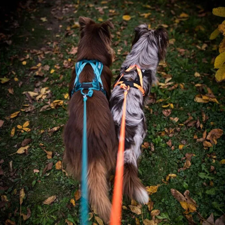 Non-stop dogwear Rush harness lyhyt vetovaljas, teal