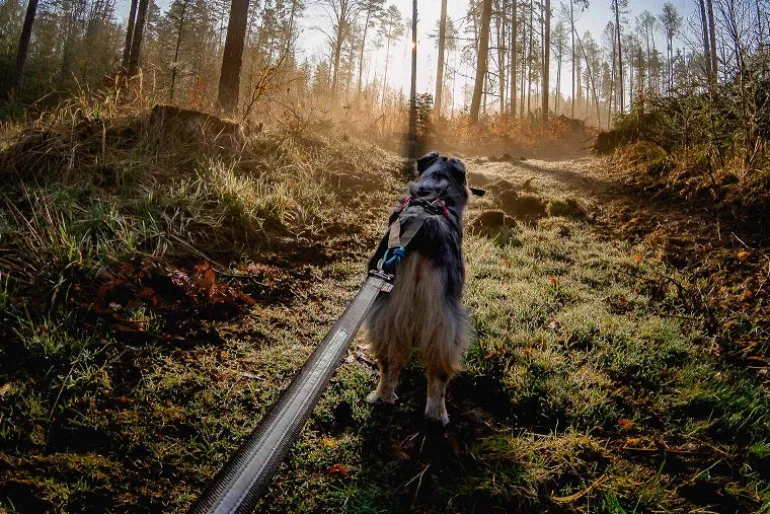 Non-stop dogwear Touring Bungee Leash joustotalutin