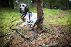 Non-stop dogwear Touring bungee säädettävä talutin