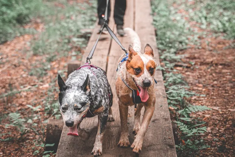 Non-stop dogwear Touring Double hihnanjakaja