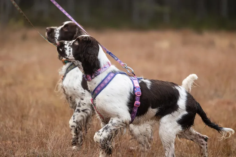 Non-stop dogwear Trail quest leash RP signature edition, violetti