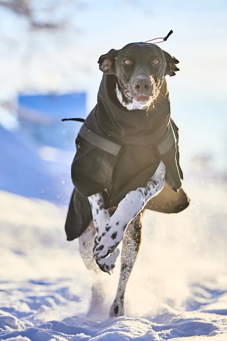 Non-stop dogwear Trekking Insulated koiran talvitakki
