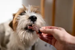 Pala Treats porsaan perna 100 g