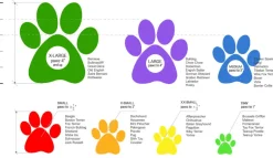 Pawz suojatossut