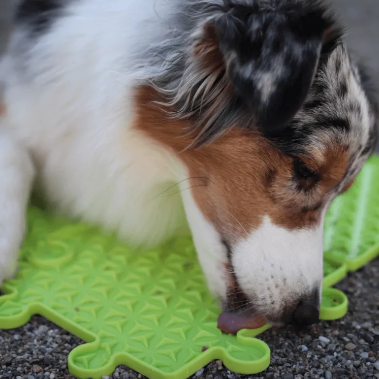 Procyon Palapeli nuolumatto