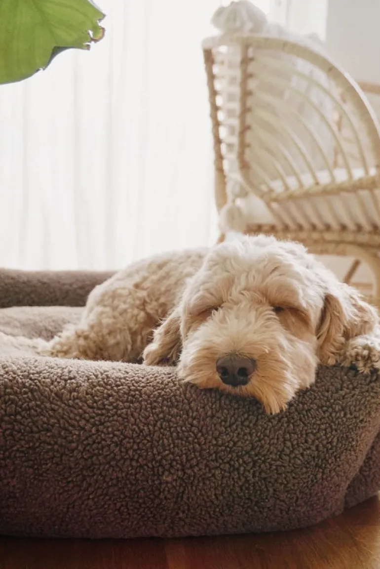 Swaggin Tails Drömmig koiran peti, harmaa