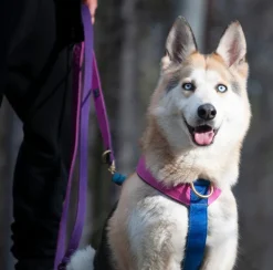 Wild Woof Run koiran valjaat, musta
