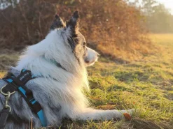 Wild Woof Run koiran valjaat, musta
