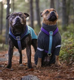 Wild Woof Run koiran valjaat, musta