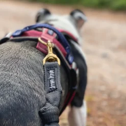 Wild Woof Run koiran valjaat, musta