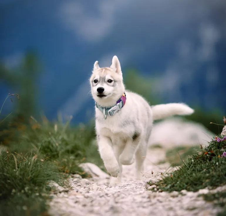 Woolly Wolf Alpha 360 koiran kaulapanta, Mauve Mix
