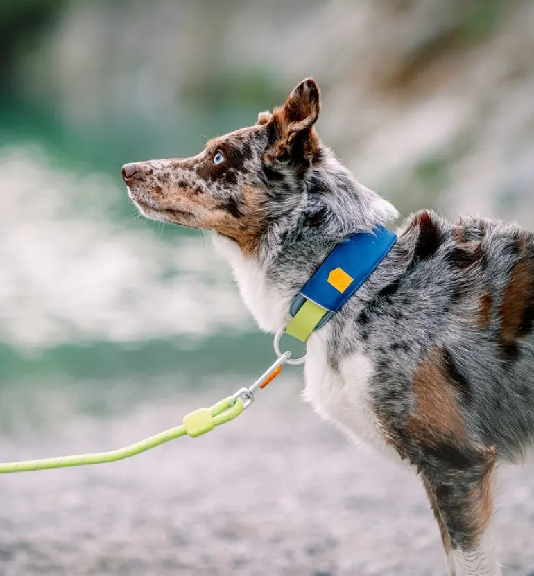 Woolly Wolf Alpha 360 koiran kaulapanta, Deep Teal Mix