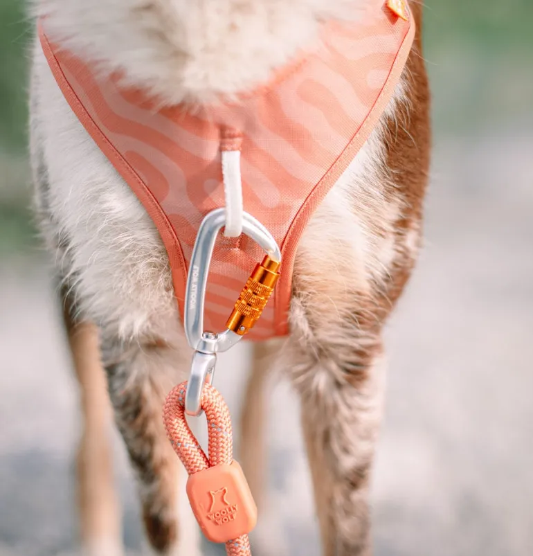 Woolly Wolf Roam koiran valjaat, Salmon Pink Ripple