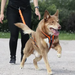 Zero DC CROSS DC koiran vetovaljaat, neonvihreä-musta
