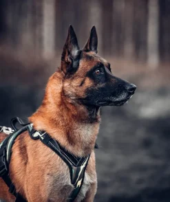 Zero DC Kodiak koiran valjaat, musta