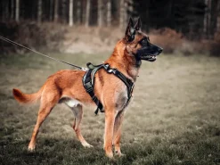Zero DC Kodiak koiran valjaat, army