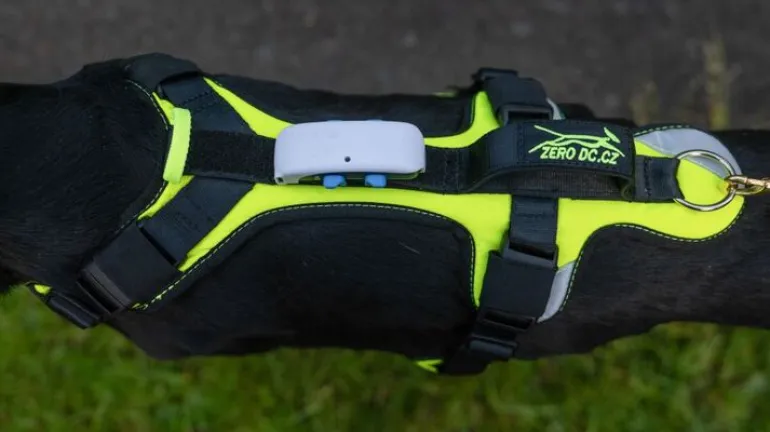Zero DC Short Comfy koiran valjaat, neonvihreä